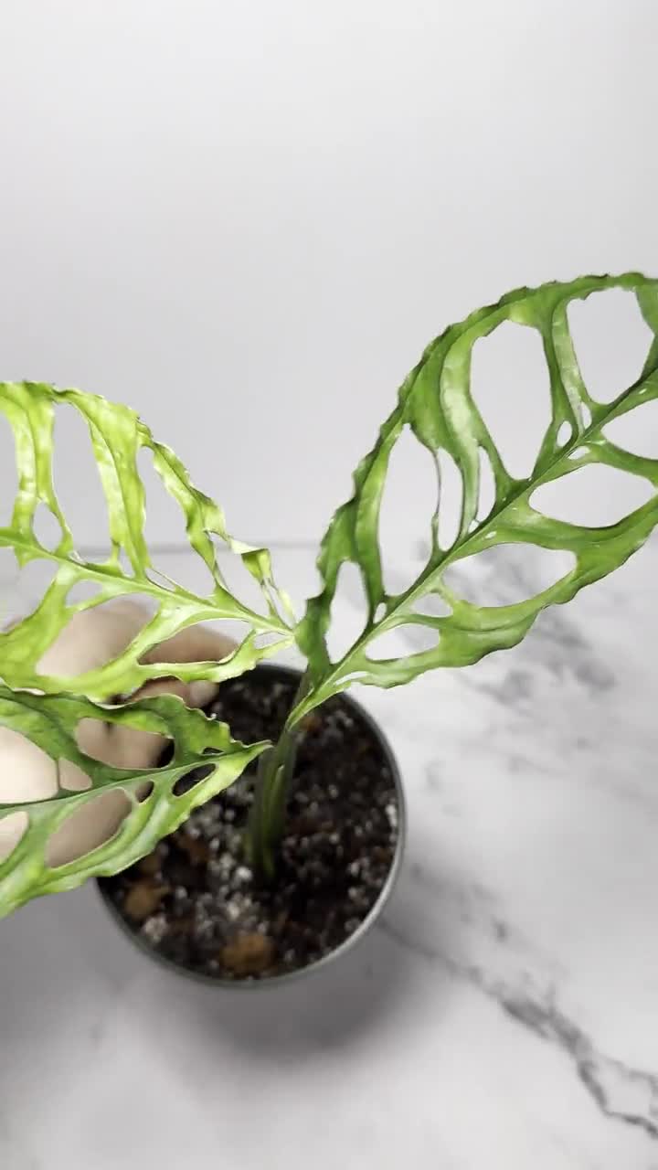 Monstera Obliqua Peru | Monstera Peru Obliqua | Fully Rooted Monstera  Starter Plant | Monstera Peru Plant | Rare Indoor House Plants