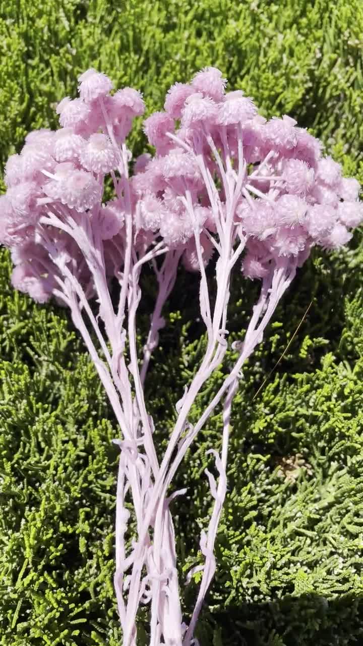 Globe Amaranth, Gomphrena, Dry Flowers, Dried, Red, Fuchsia Pink