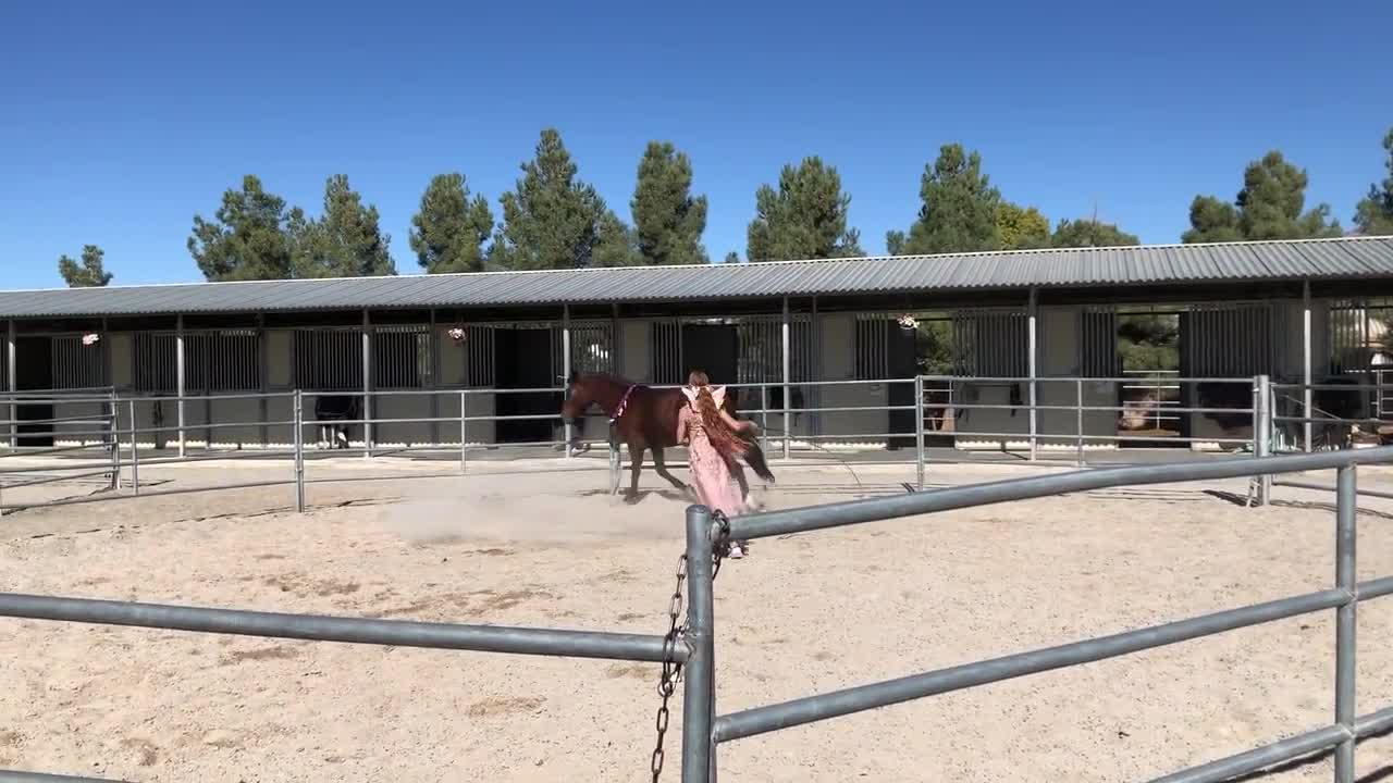 Colorful Plaid Mane Feathers for Horses and Ponies | Feather Clip  Equestrian Accessories for Manes \u0026 Tails | Costume for Horse, image size:1280x720