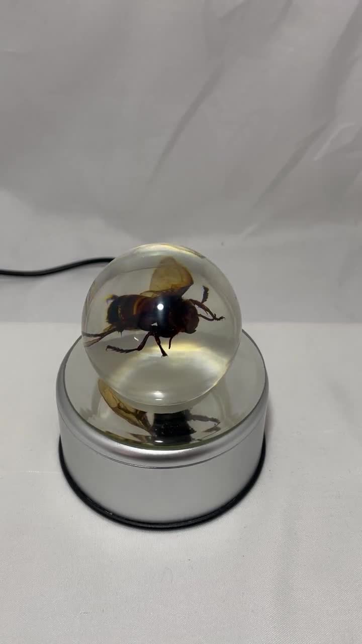 2.1" Rare Asian Giant Hornet Globe - Resin-encased Vespa mandarinia video poster