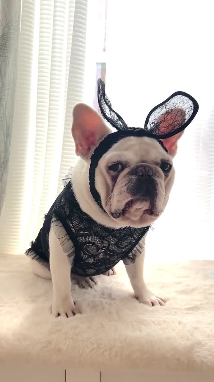 Pet Dog Cat Halloween Playboy Bunny Costume, Black Lace Sexy Shirt, Funny  Pet Dress up Cosplay - Etsy