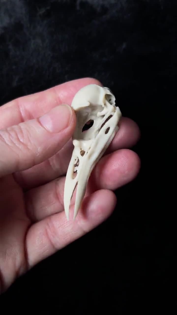 Samoan Starling Skull Replica: Life Size Resin Bird Skull (2.35