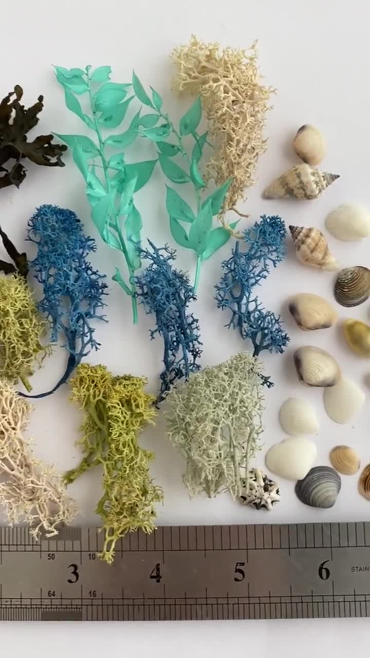 Sea Craft Set for Resin Jewelry, Dried Seaweed, Sea Shells
