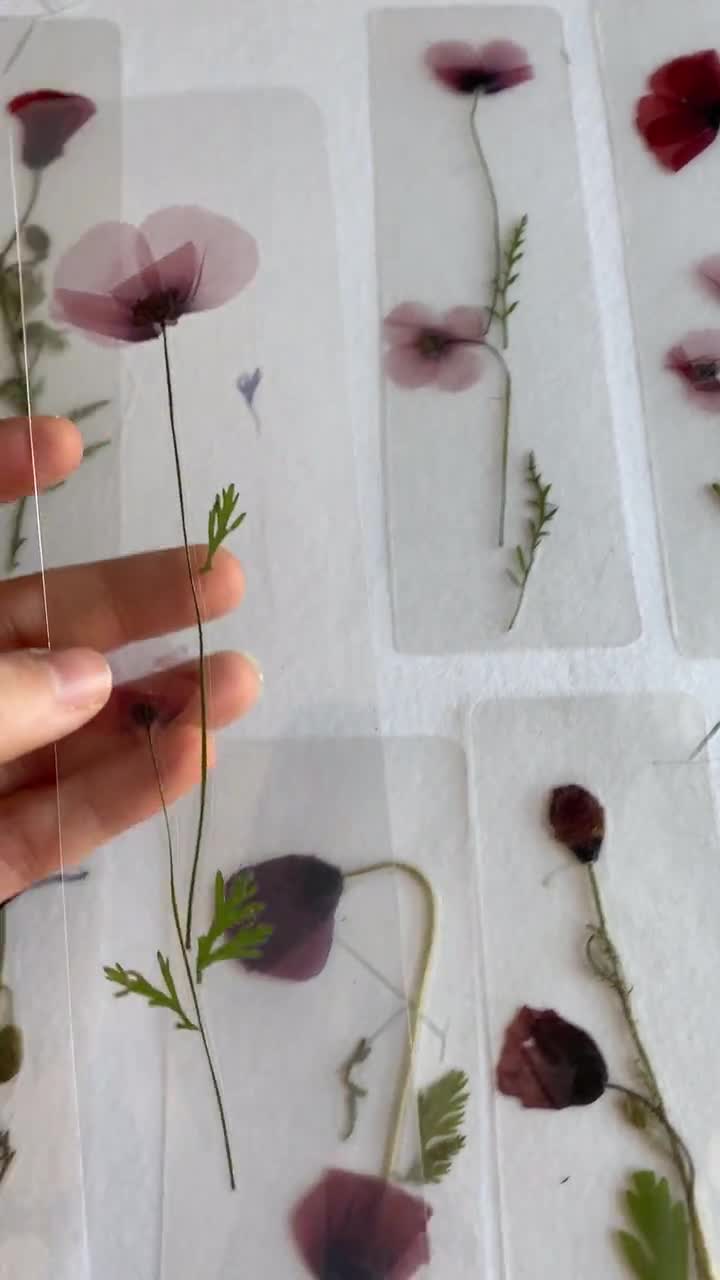 Poppy Flower Bookmark Pressed Flower Bookmark TRANSPARENT, Dried Flower,  Gift, Dried Flower, Poppy Bookmark, Poppy Bookmark 