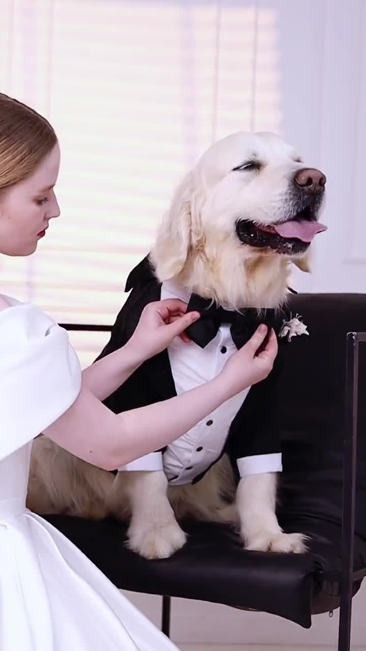 Classic Black Dog Tuxedo Dog Wedding Dog Bow Tie Wedding - Etsy