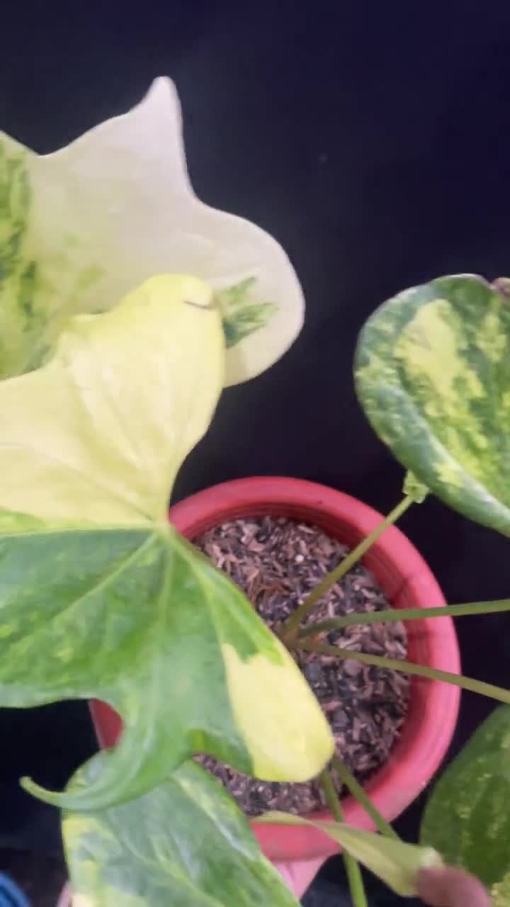 実物写真 アンスリウム プテロダクティル 斑入り ビッグサイズ - Etsy 日本