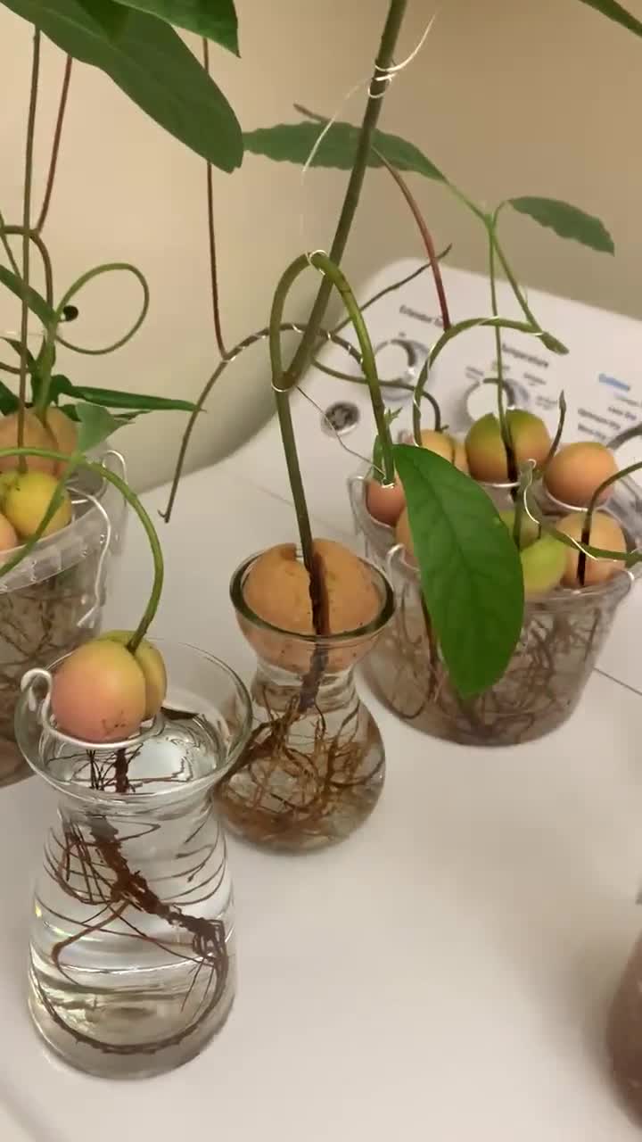 Avocado Bonsai Plant - Hydroponic Live Plant - 10 months old lived in Water  only