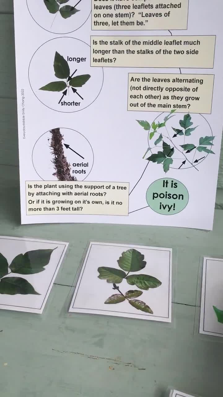 Digital Poison Ivy Identification Bundle | Learn how to identify poison ivy  printable, Poison Ivy Identification card & 14 plant ID cards