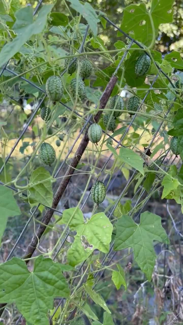 Leelanau Sweetglo Watermelon Seeds