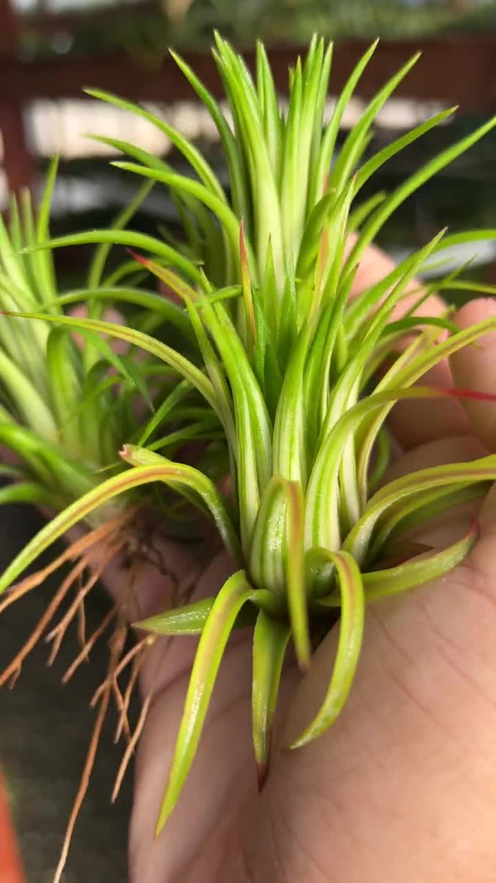 Ionantha Variegata Medium Air Plant *RARE Variegated Tillandsia