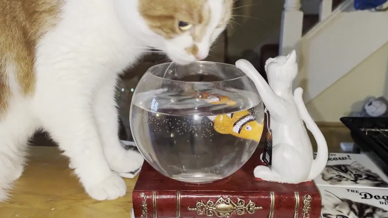 Boccia per gatti e pesci, Boccia per gatti e pesci, Ornamento per boccia  per pesci, Ornamento