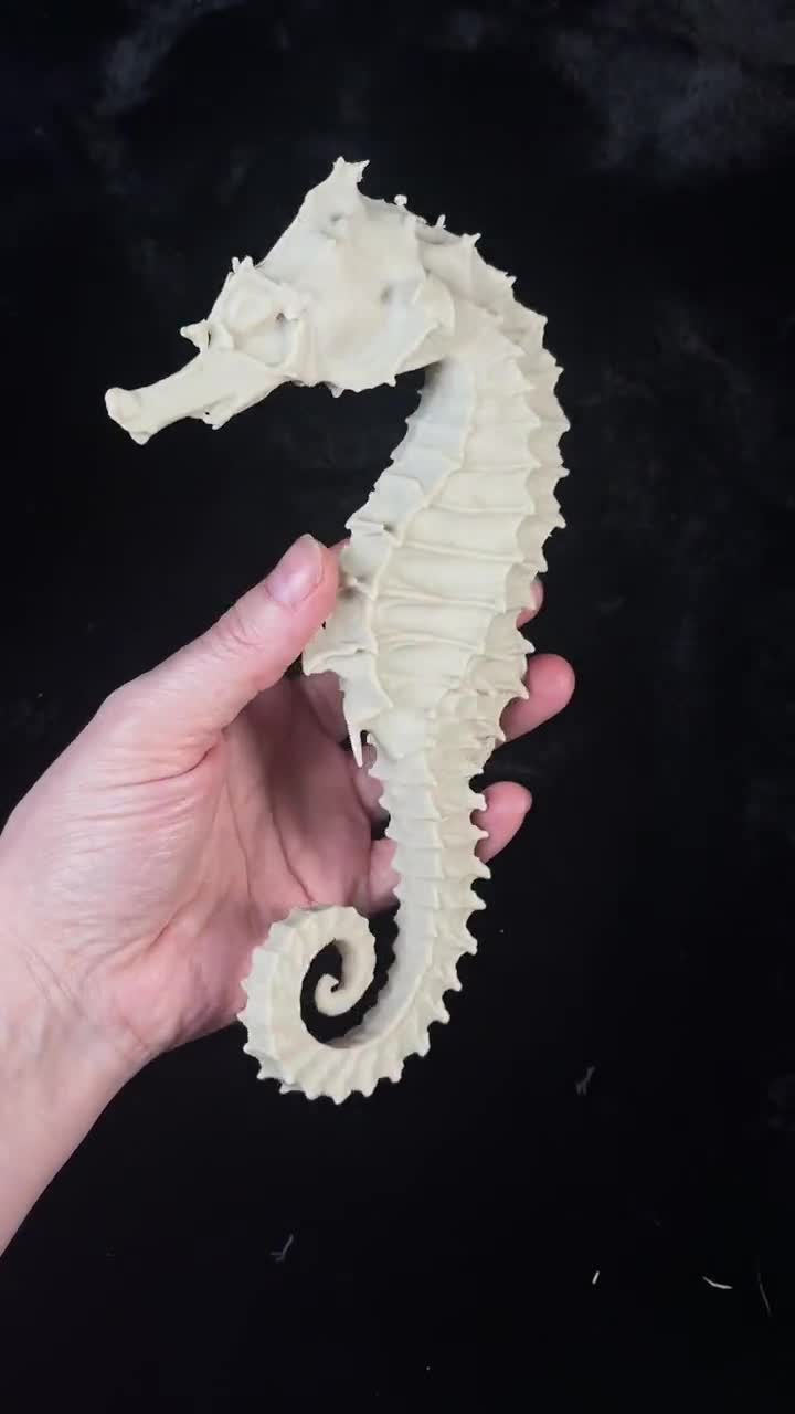XL樹脂製タツノオトシゴレプリカ、8インチ硬骨魚モデル - Etsy 日本