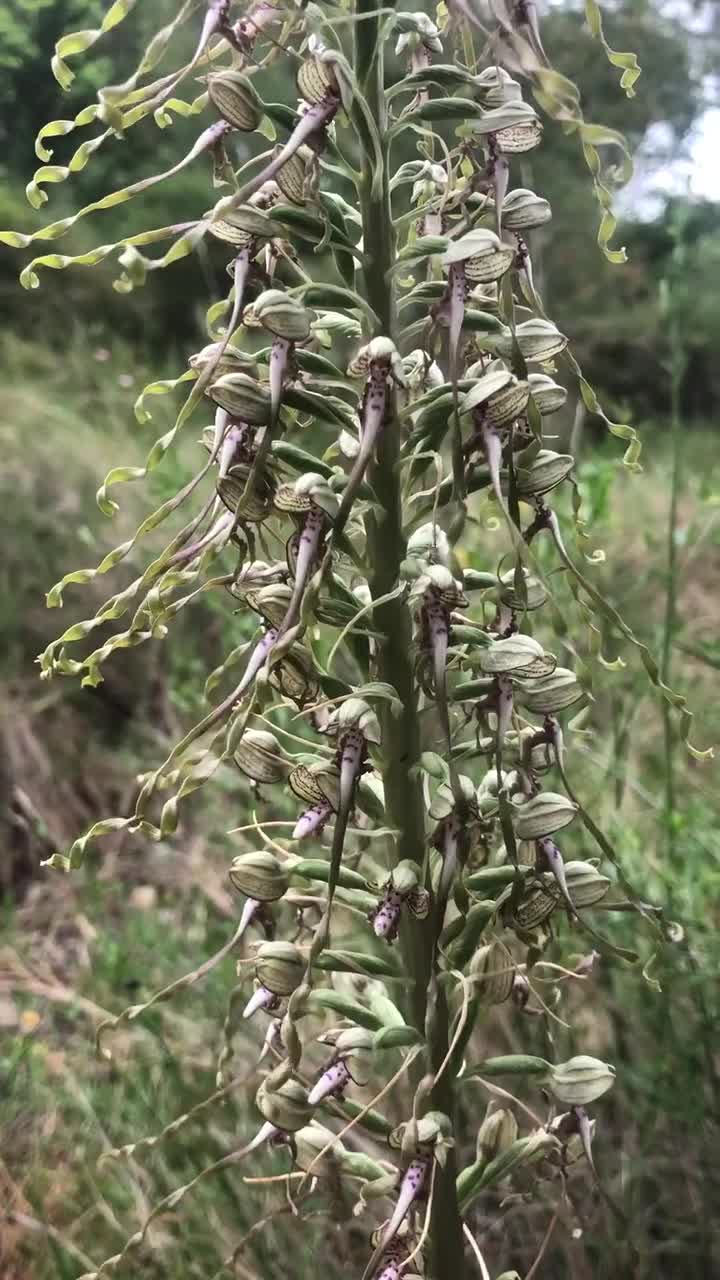 Himantoglossum Hircinum, the Lizard Orchid Bulbs or Seed Pods, Ground Orchid,  Animal Pest Control -  Ireland