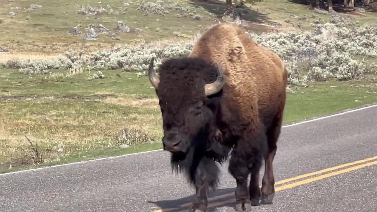 Foundry Select American Bison Roadside Yellowstone National Park Photo  Matted Framed Art Print Wall Decor 26x20 Inch Framed On Paper Print