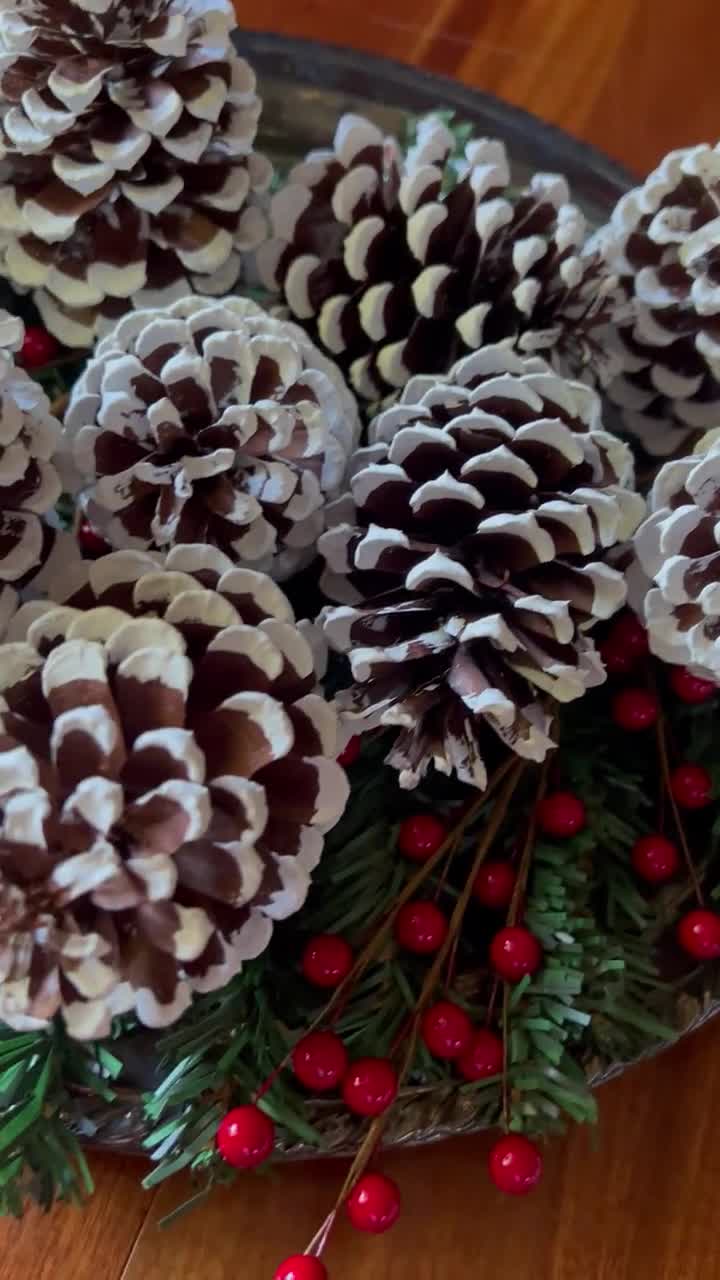 12 Painted Pine Cones, 12 White Tipped Pine Cones, White Tip