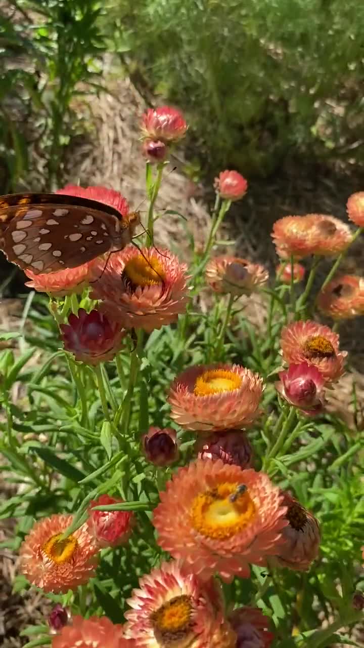 Strawflower Seed, Helichrysum Mixed Peach and Apricot Shades, Straw  Flowers- Great for Dried Floral Crafts