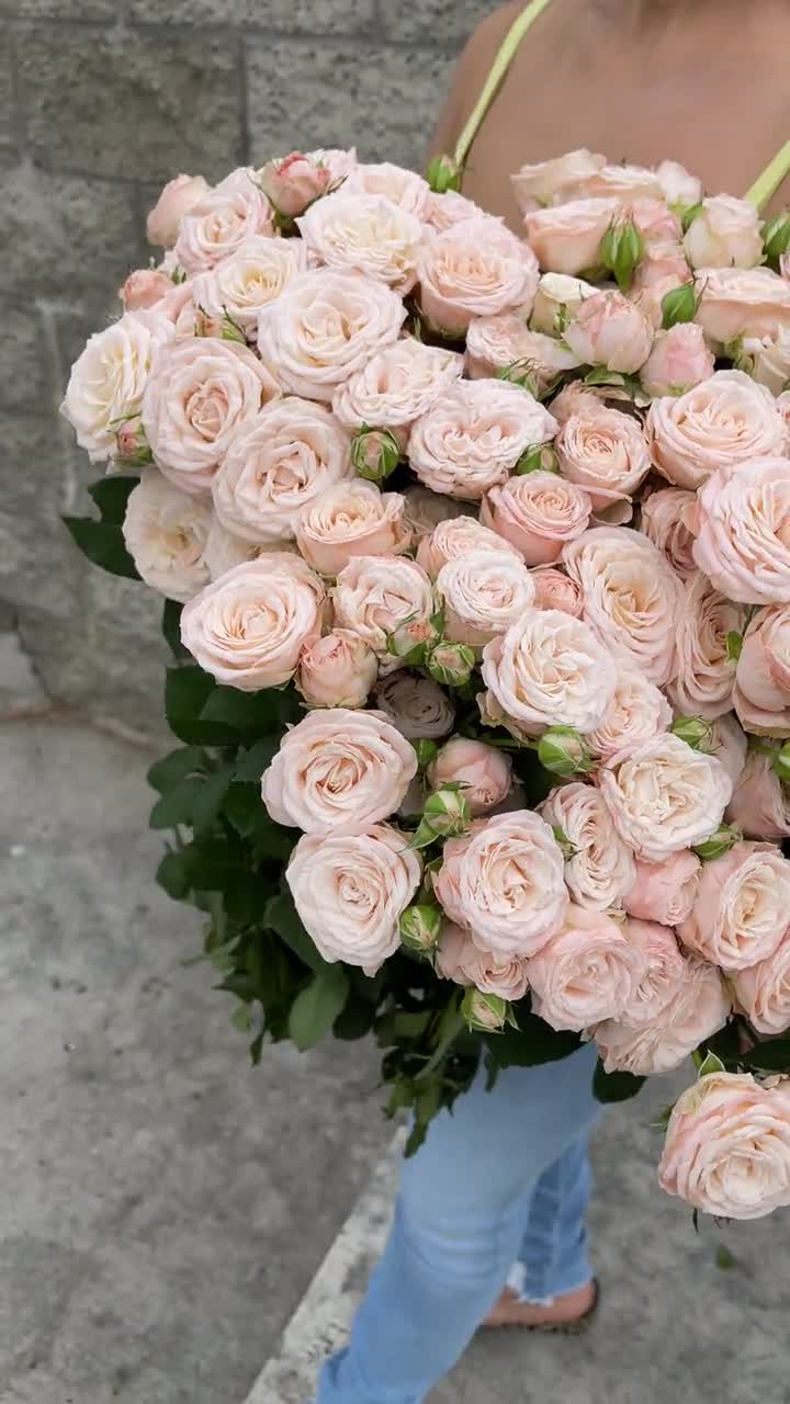 Fresh Bombastic Garden Spray Roses Luxury Garden Spray Roses Fresh Garden  Blush Wedding Garden Roses Premium CA Grower Bunch -  Finland