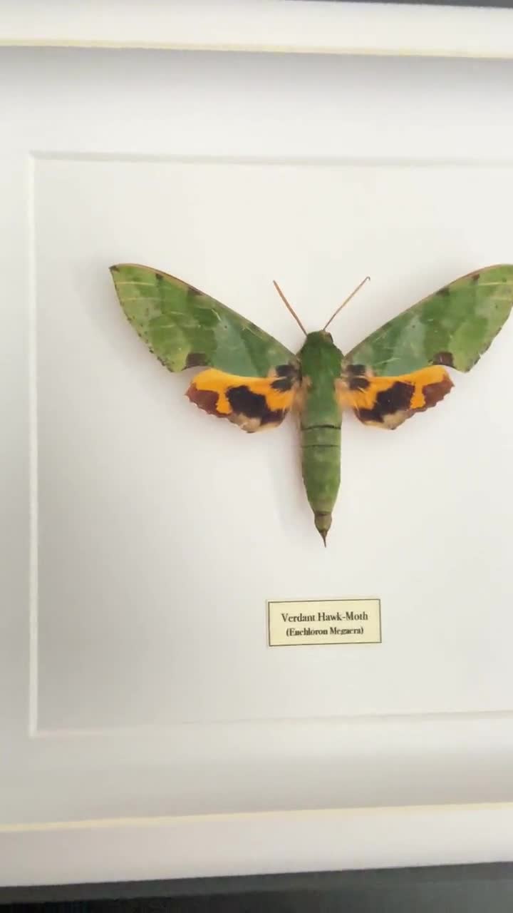 緑豊かなスズメガ（Euchloron megaera）本物の昆虫蛾。額縁蛾