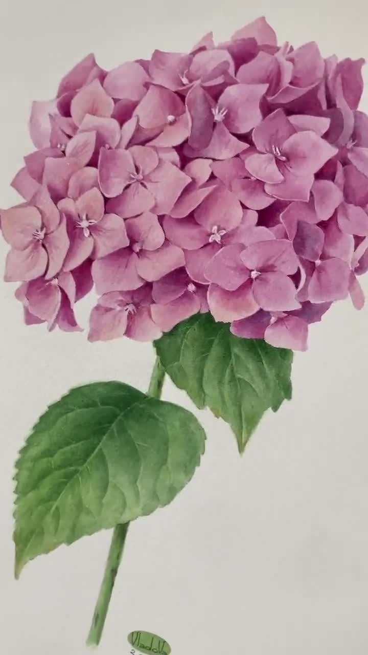 Hydrangea watercolor painting, original watercolor, original painting, botanical art, realistic botanical painting 2024