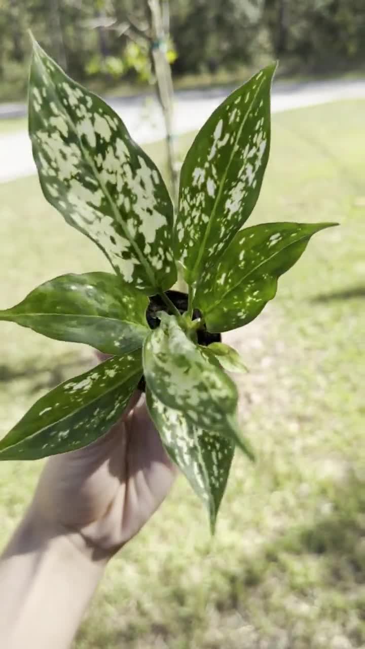 buy large jade plant Large Jade Money Plant – Crassula ovata for Sale in South Africa main image 0