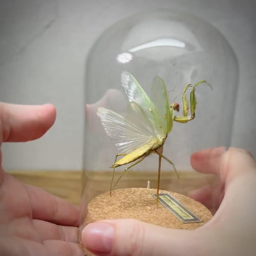 Praying Mantis in Glass Dome Display Real Insect Taxidermy Specimen for  Oddities and Curiosities Collection Entomology Nature Decor - Etsy