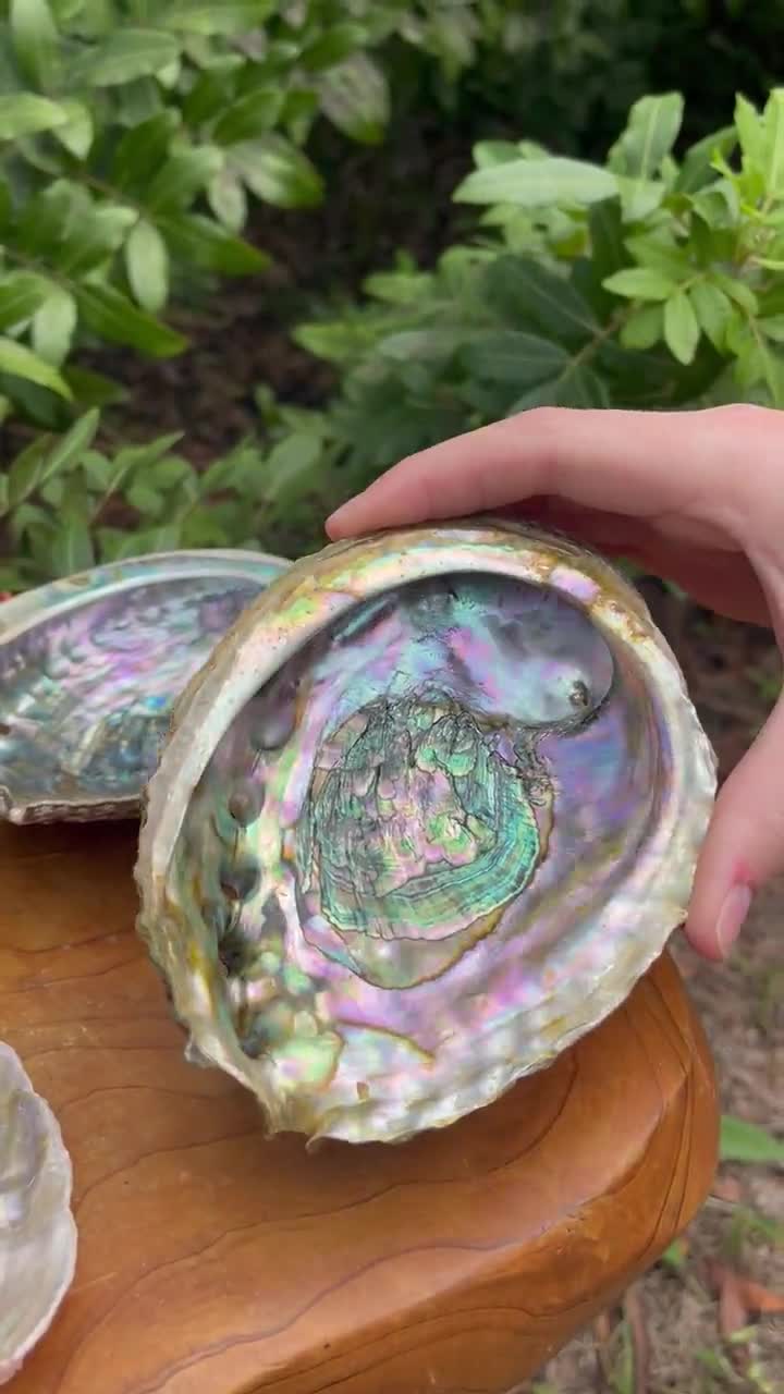 Abalone Shells: Choose Size 2 - 7 Mini & JUMBO Abalone Shells (Holds Smudge  Sticks, Incense, Crystal Displays, Smudging Holder)