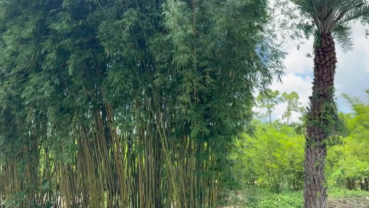 Graceful Bamboo - Bambusa textilis gracilis