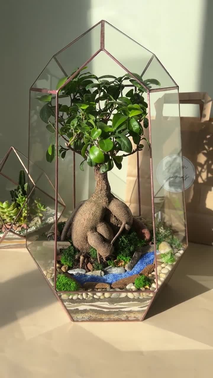 Kit de construction de bonsaï pour plantes grasses, décoration dint