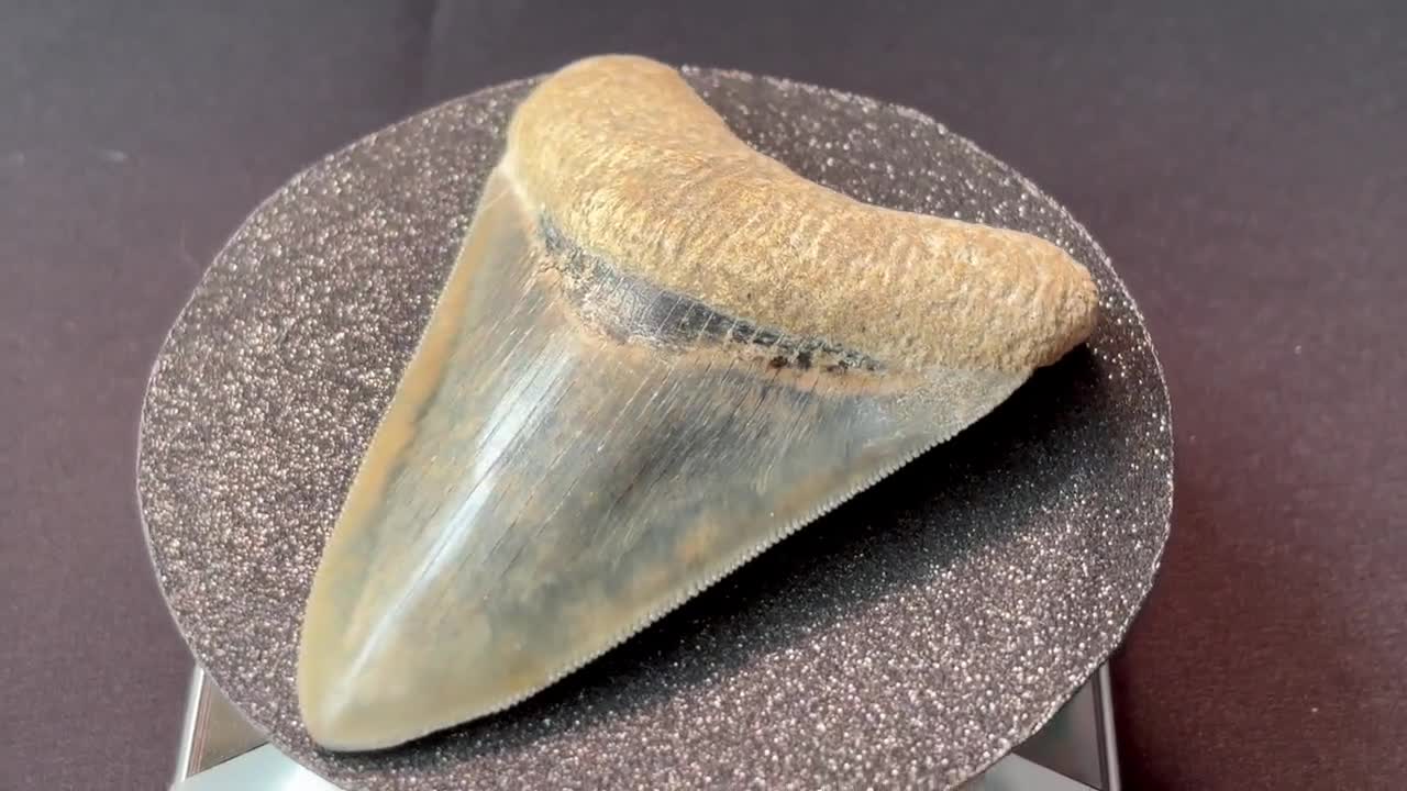 インドネシア・ジャワ島産メガロドンの歯の化石 - 本物の先史時代の