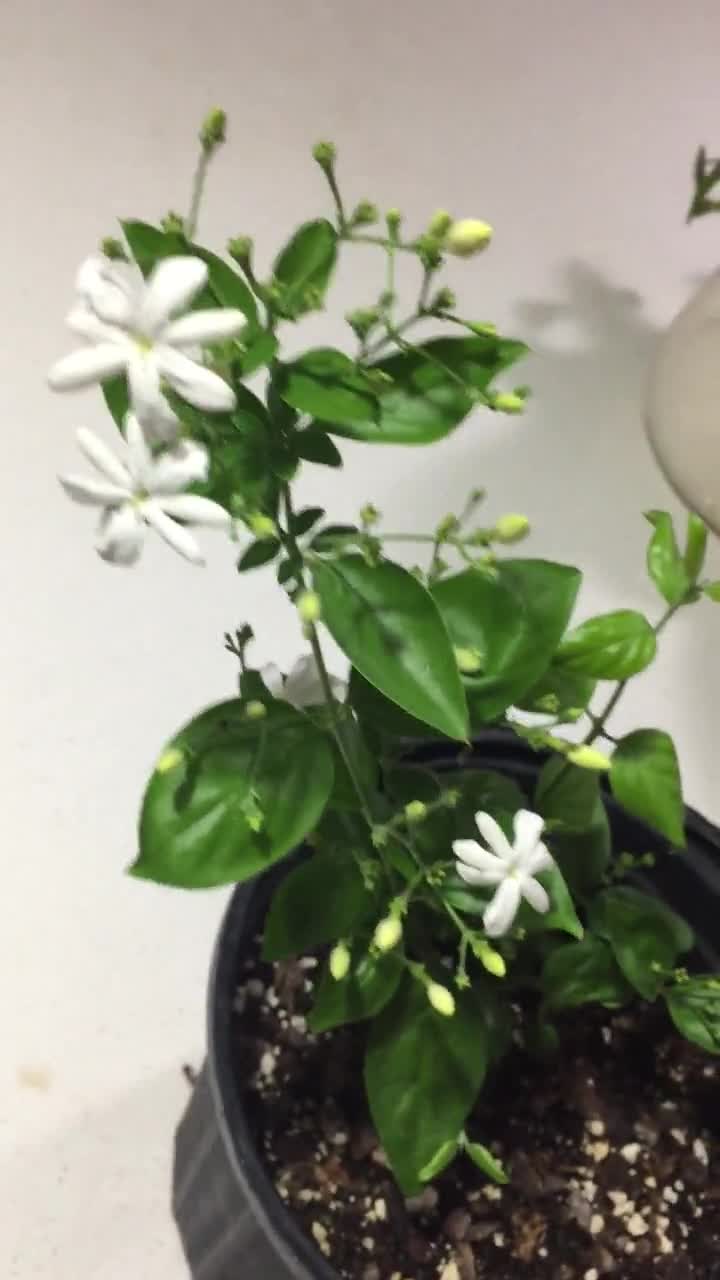 Jui Jasmine Plant (Virajaji/Jaji/Jasmine/Jasminum auriculatum/Jui/Juhi) - Seasonal Blooming video poster