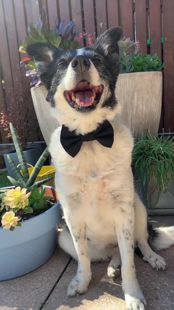 Black Dog Bow Tie / Plain Black Dog Bow Ties / Wedding Dog Bow 