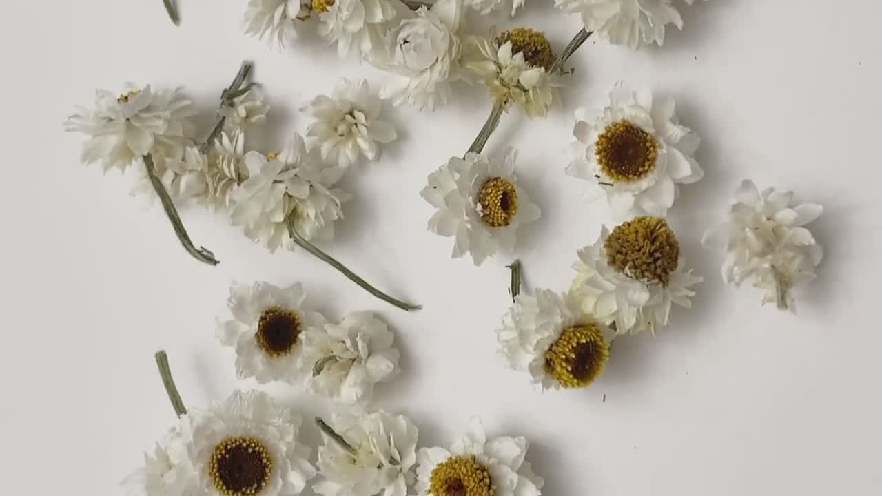 Small heads of Ammonium-Flowers for resin-small dried flowers