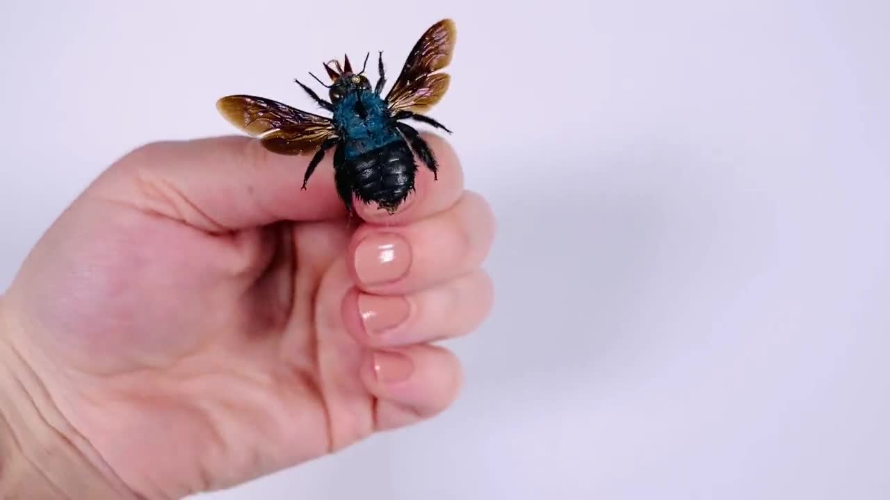 no.103 マルハナバチとヘラジカのInfinity インディペンデンス 40mm ハクナミパカ NB3008B03A/LEO303