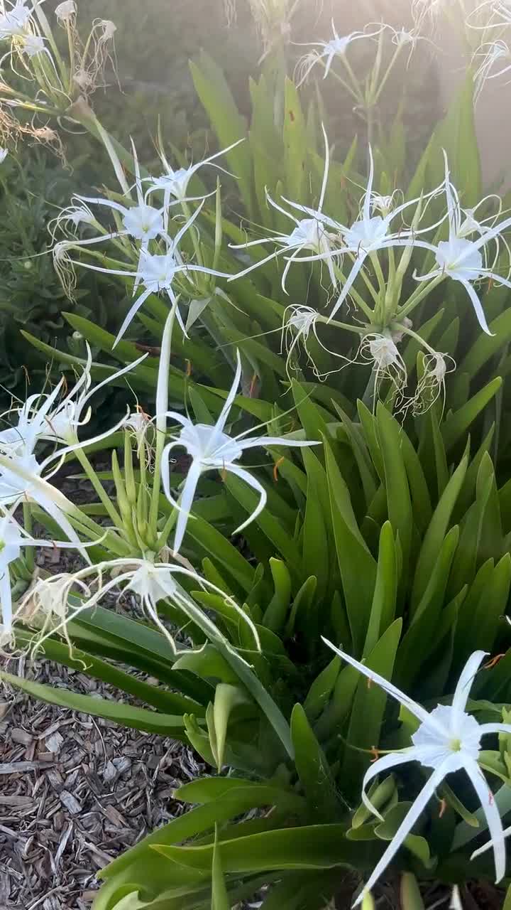 Fragrant Beach Spider Lily Plant | Hymenocallis Littoralis | White Tropical  Flower | Live Coastal Garden Plant