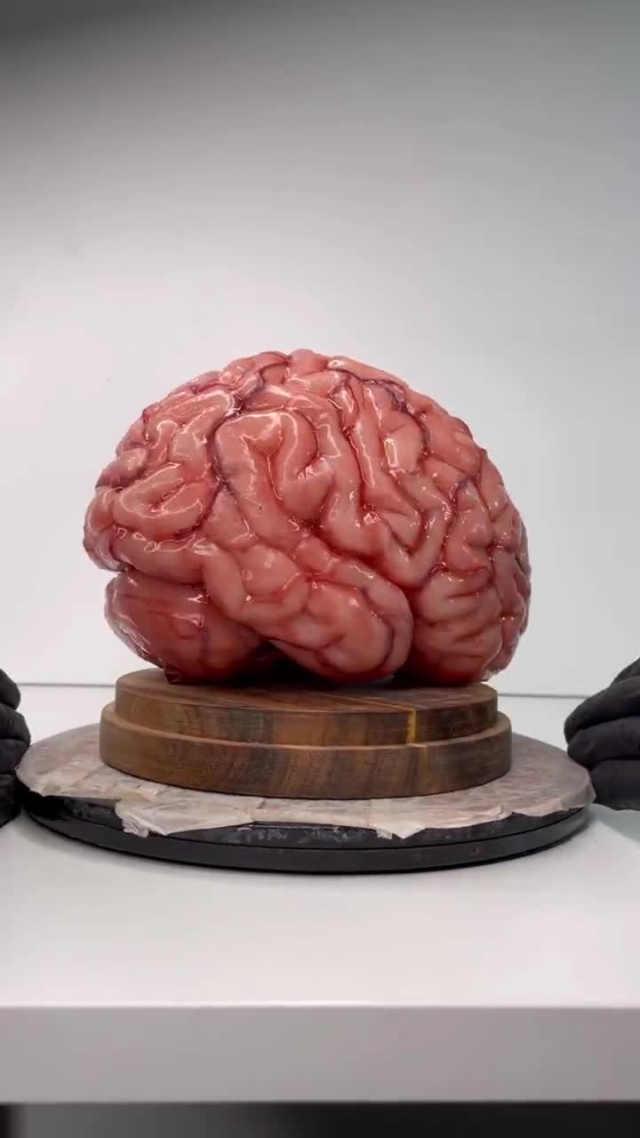 Realistic Human Brain Life Size, Anatomical Accurate -  Canada