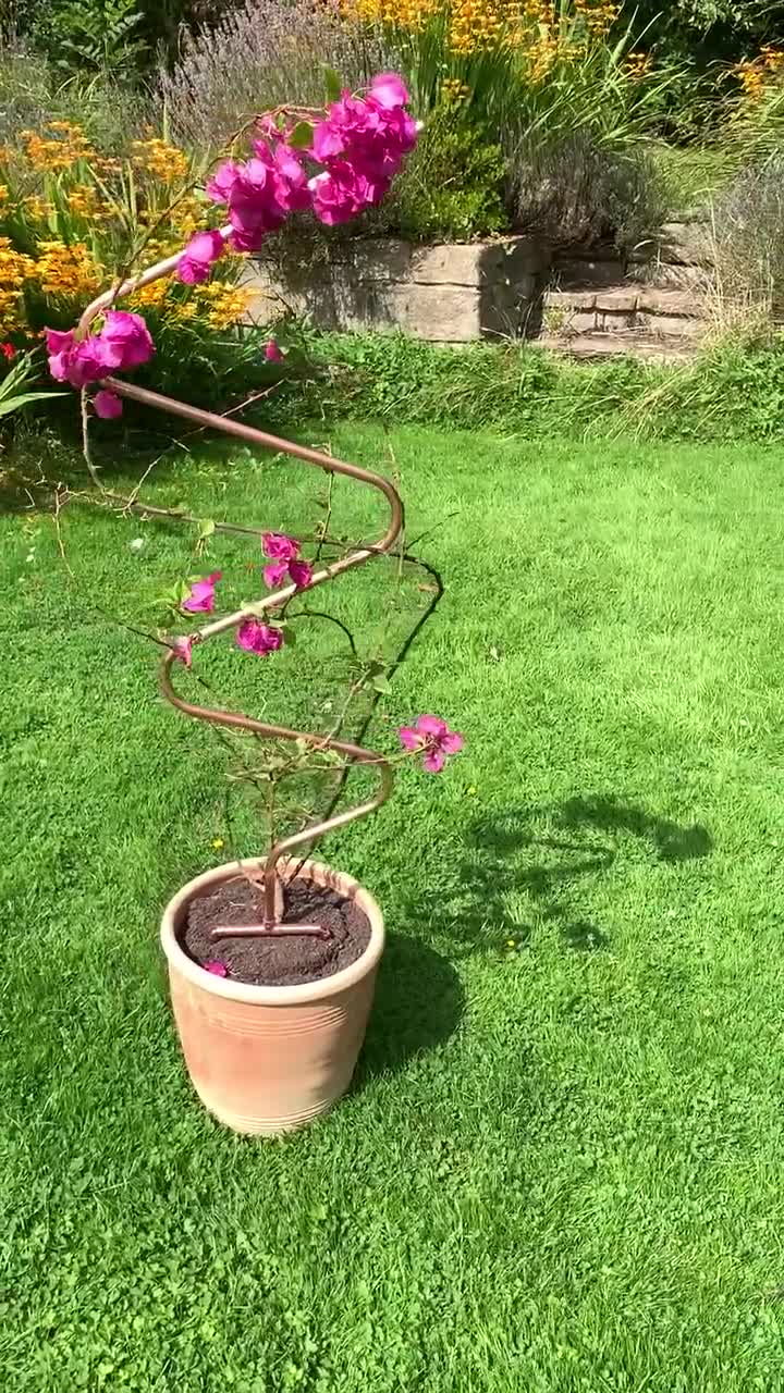 Amazon.co.jp: 鉢植えの植物クライミングフレーム,園芸植物