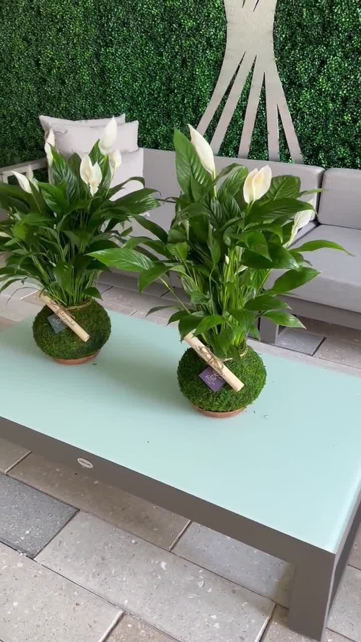 Spathiphyllum : Spathiphyllum et plantes d'intérieur - botanic®