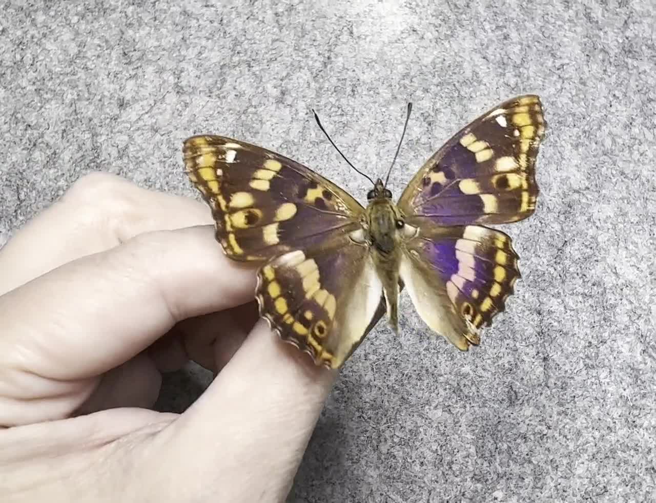 Real Freyer's Purple Emperor Butterfly, Apatura Metis, Dried