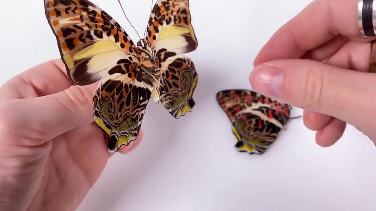 Red/yellow Brick Pattern Butterfly Agatasa Calydonia Thailand - TH