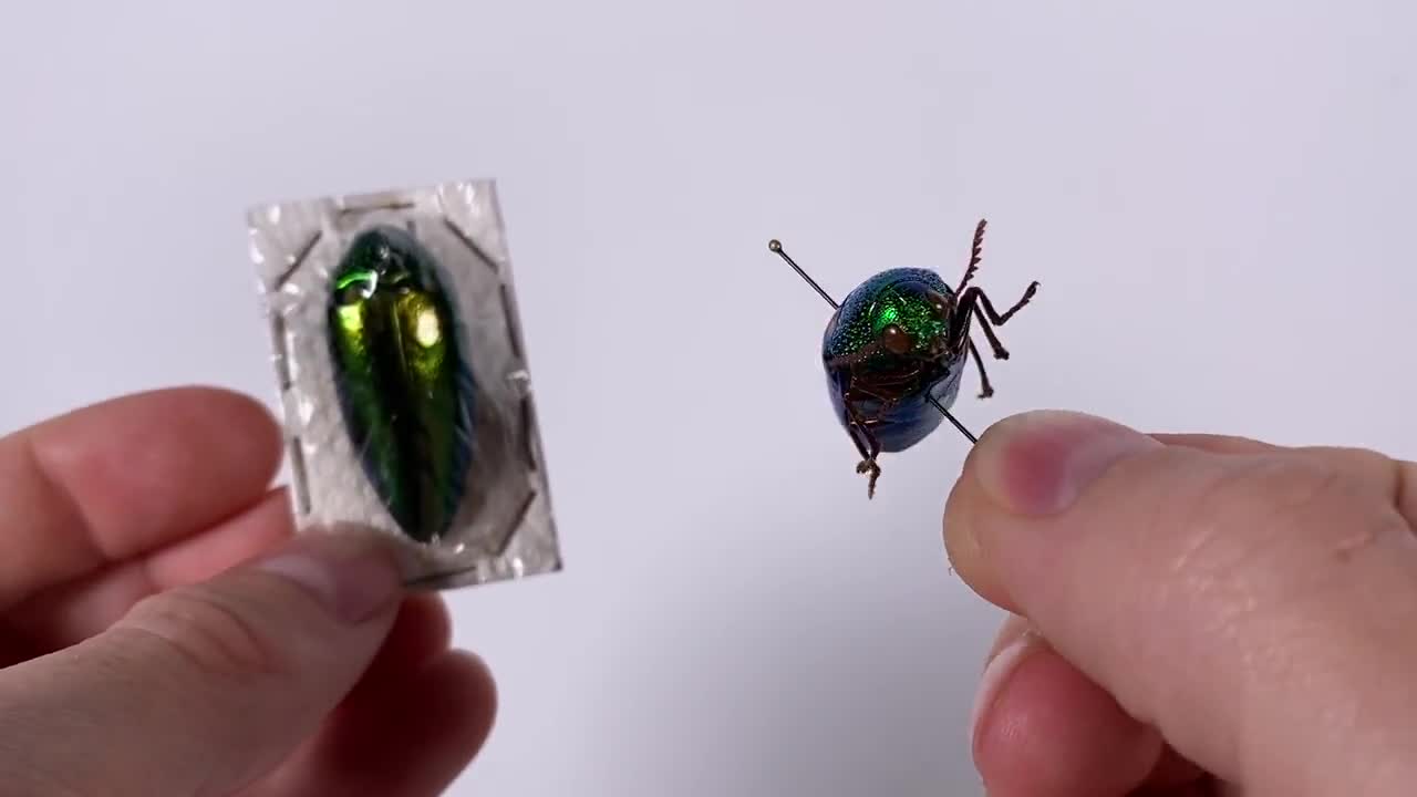 Sternocera Aequisignata Green Metallic Jewel Beetle, Thailand - TH