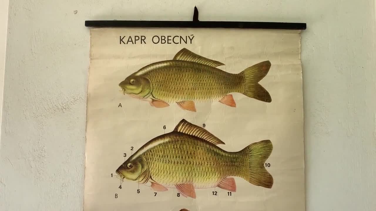 Vintage Carp Fish Chart, Freshwater Fish, Fish Anatomy and