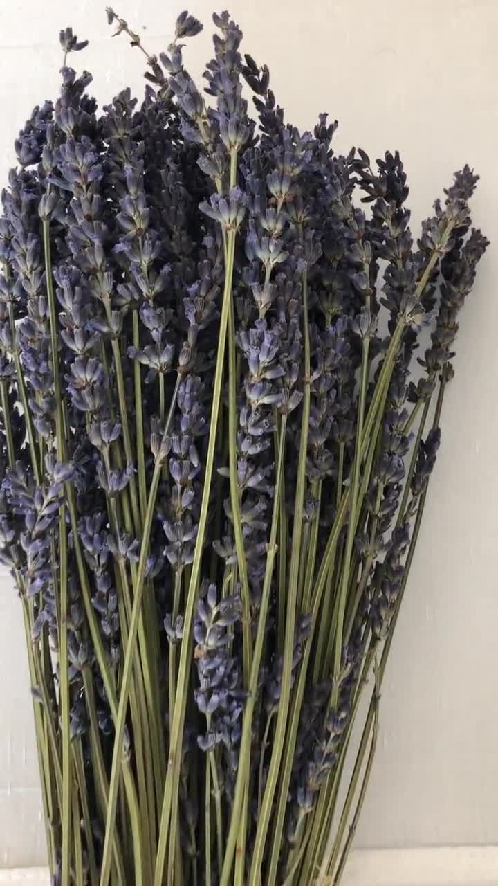 Dried Lavender 50 Stems - Dried Flowers - DIY Flowers - DIY Crafts