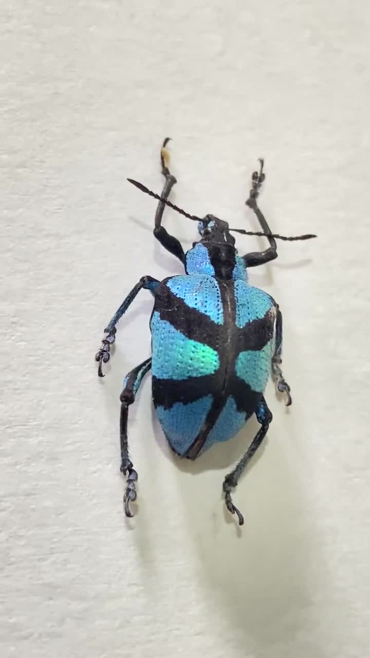 メタリックブルーゾウムシ。polyteles decussatus。甲虫。本物の昆虫