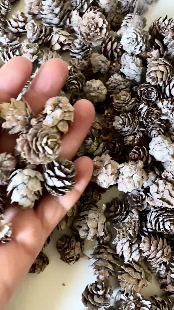 50 Mini Hemlock Tree Mini Pine Cones Seeds, Approx .5-1