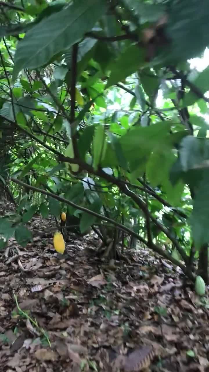 1 baccello di cacao crudo biologico per la raccolta dei semi. video poster