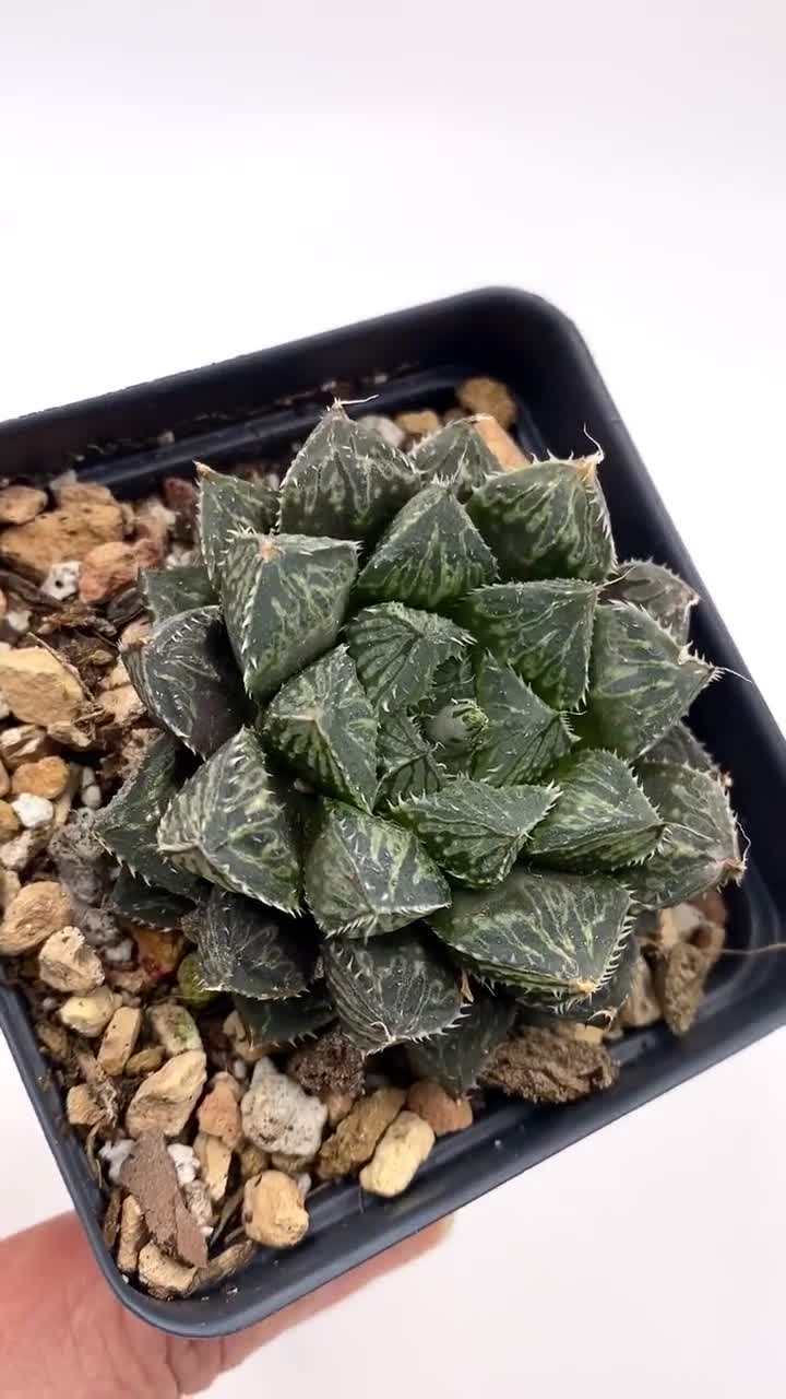 Haworthia Emerald Tiger - Rare Succulent