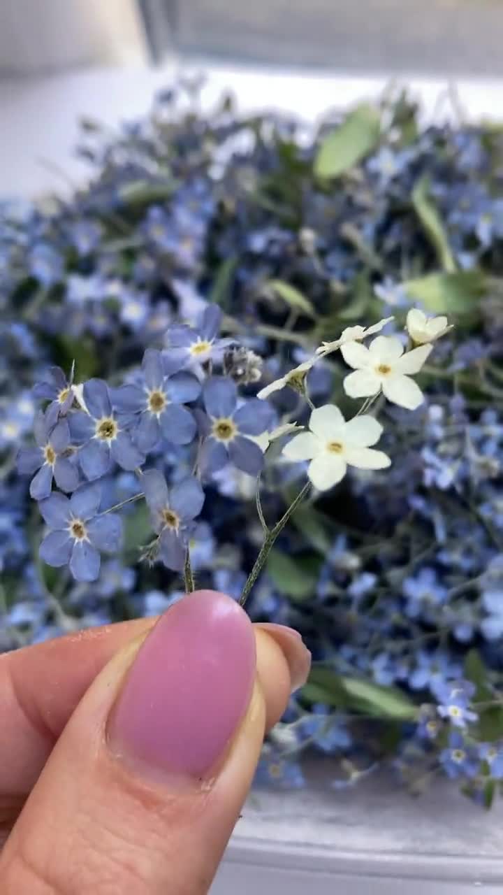 Tiny Flowers for Resin Dried Blue Flowers Dry Moss 