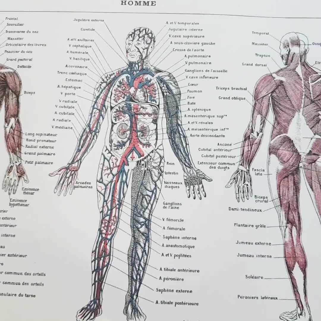 Póster anatomía Humana para consultorios PII