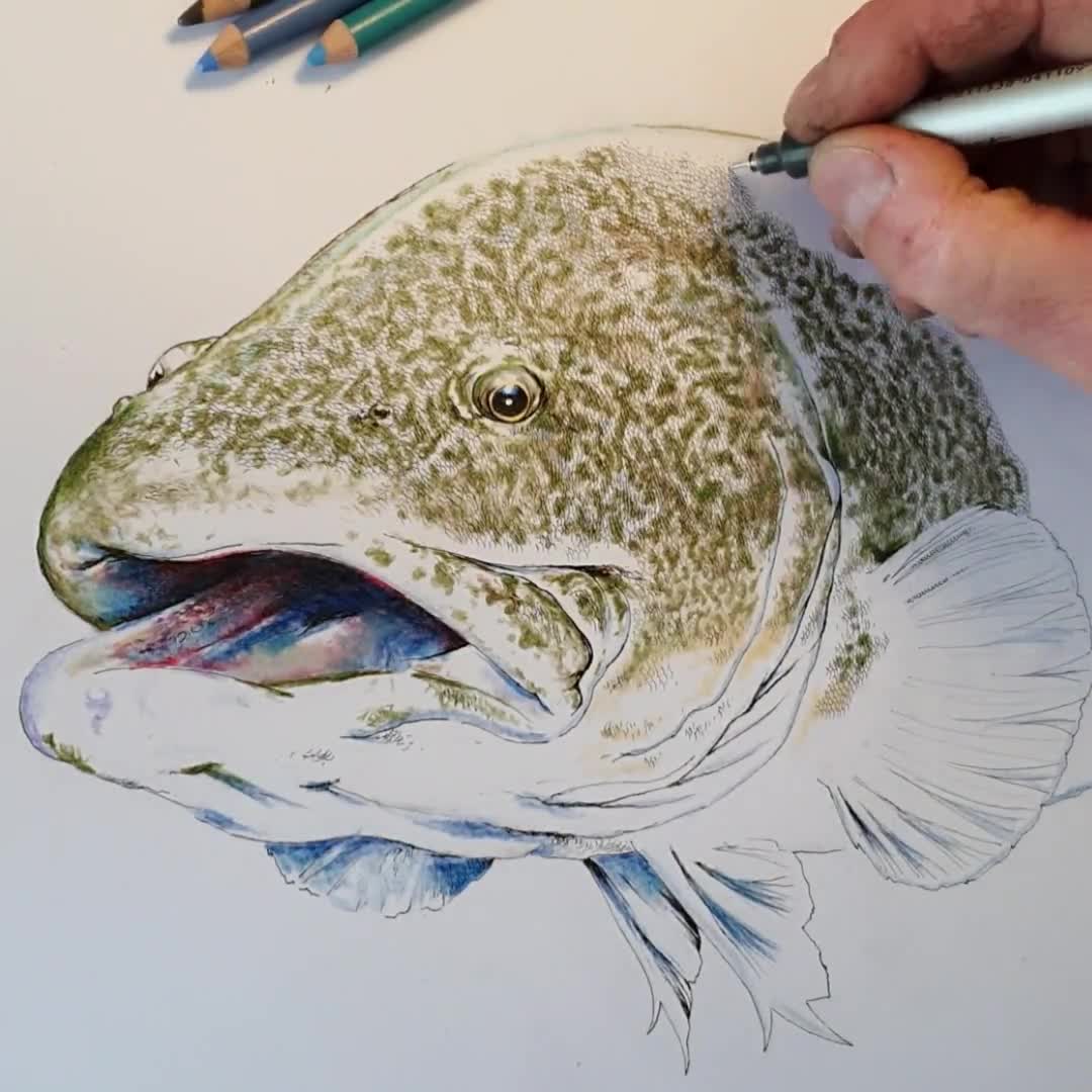 murray cod painting