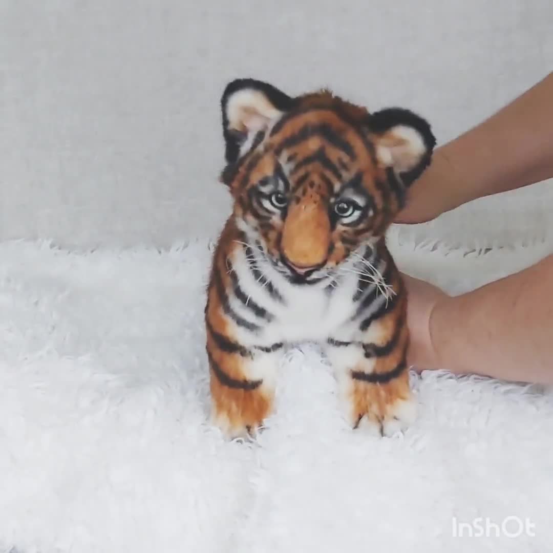 Baby Tigers (Super Cute!)